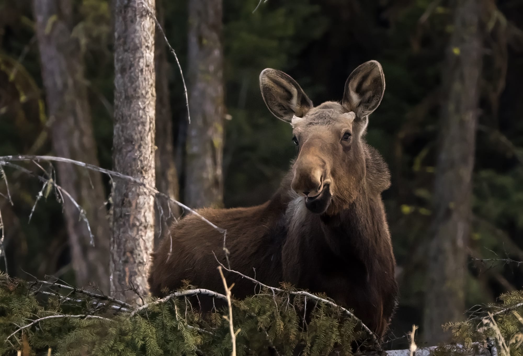 A young moose standing among spruce and pine at the edge of the trail