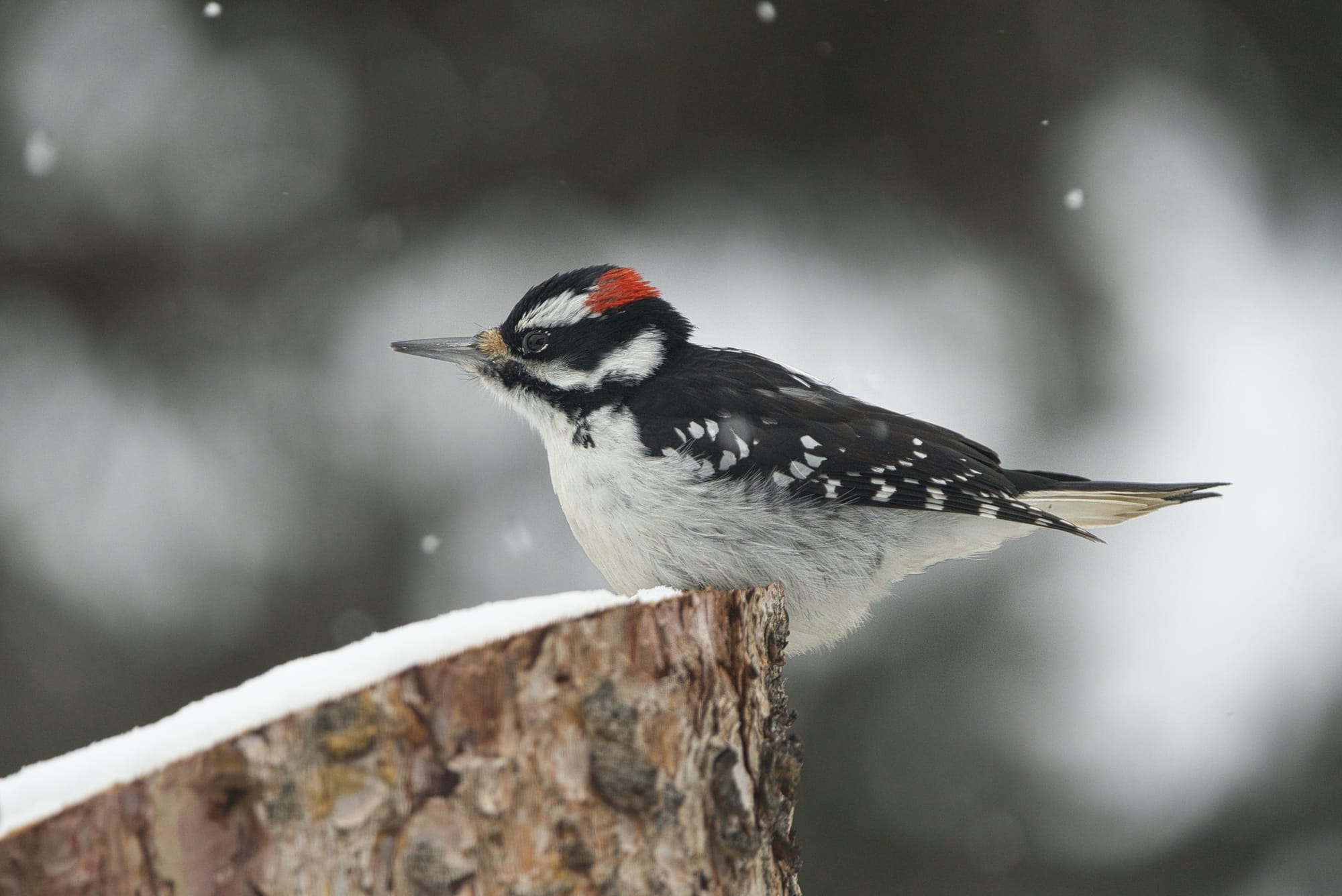 A downy woodpecker perched on a snow-topped stump during a February snowfall